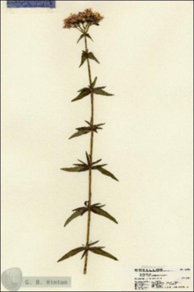 URN_catalog_HBHinton_herbarium_22292.jpg.jpg