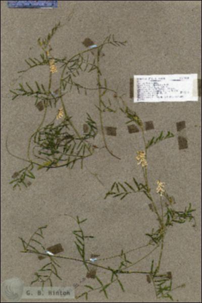 URN_catalog_HBHinton_herbarium_19150.jpg.jpg