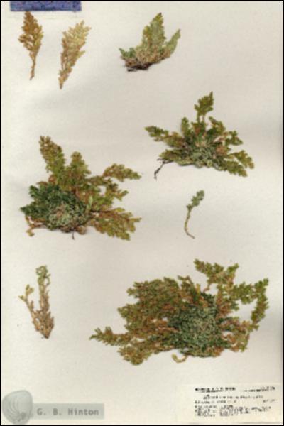 URN_catalog_HBHinton_herbarium_20896.jpg.jpg