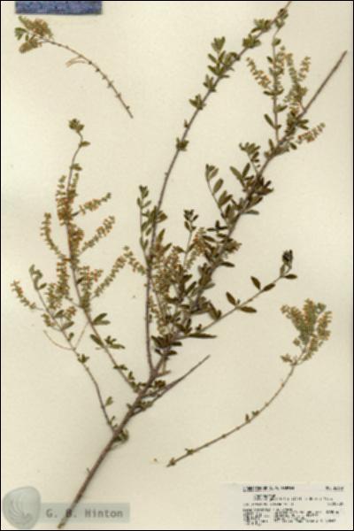 URN_catalog_HBHinton_herbarium_22369.jpg.jpg