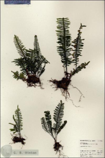 URN_catalog_HBHinton_herbarium_24790.jpg.jpg