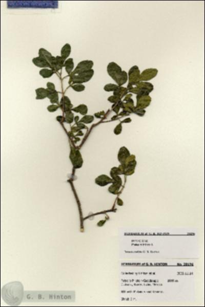 URN_catalog_HBHinton_herbarium_28196.jpg.jpg
