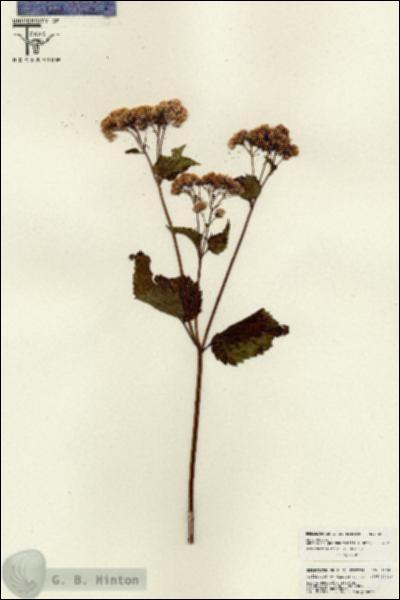 URN_catalog_HBHinton_herbarium_26051.jpg.jpg