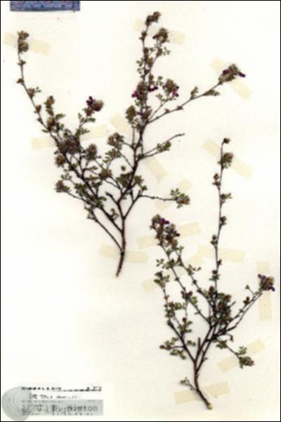 URN_catalog_HBHinton_herbarium_20110.jpg.jpg