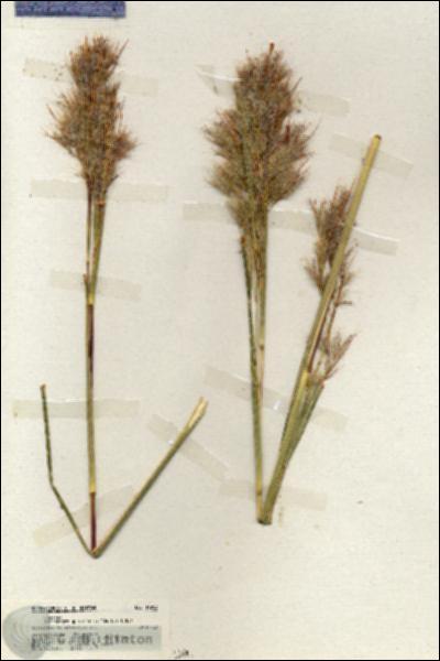 URN_catalog_HBHinton_herbarium_19963.jpg.jpg