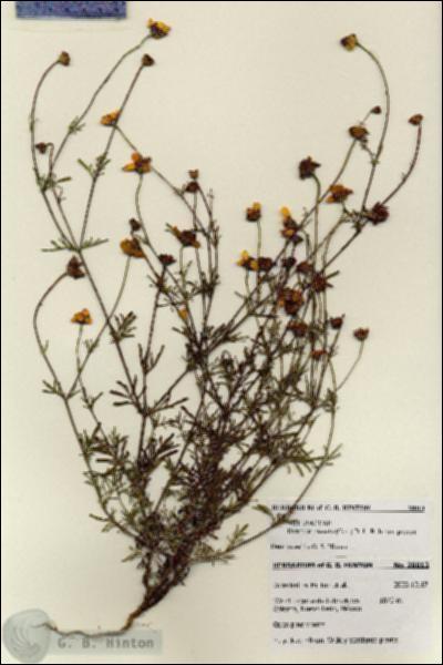 URN_catalog_HBHinton_herbarium_28013.jpg.jpg