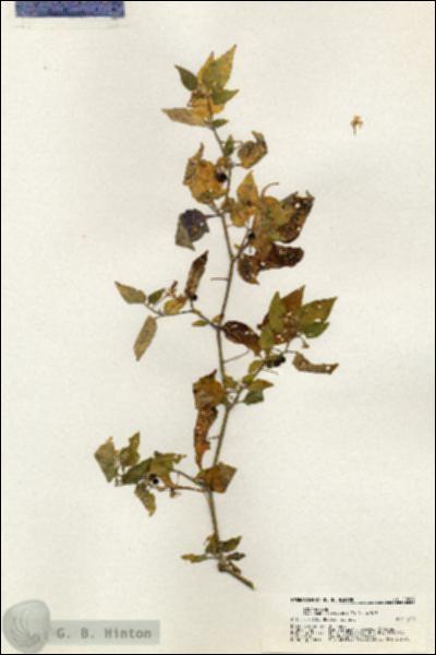 URN_catalog_HBHinton_herbarium_20884.jpg.jpg