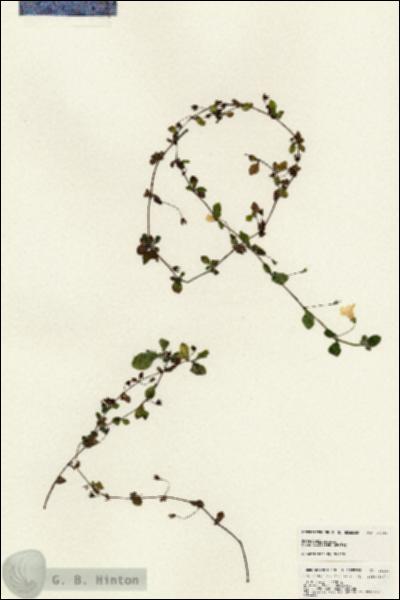 URN_catalog_HBHinton_herbarium_25149.jpg.jpg