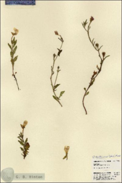 URN_catalog_HBHinton_herbarium_22019.jpg.jpg