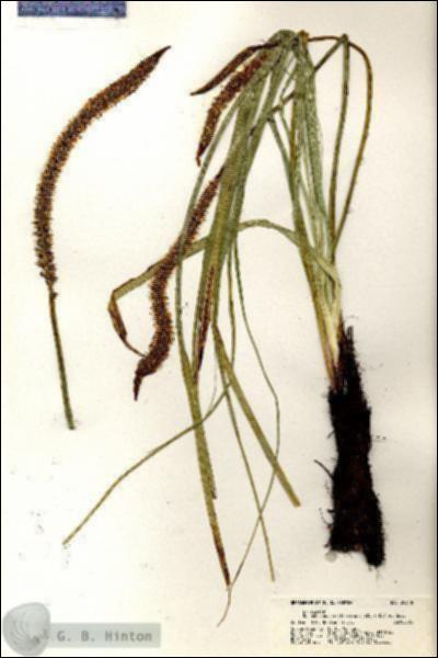 URN_catalog_HBHinton_herbarium_20318.jpg.jpg