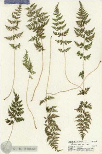 URN_catalog_HBHinton_herbarium_21290.jpg.jpg