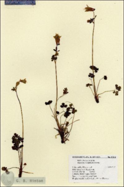 URN_catalog_HBHinton_herbarium_17016.jpg.jpg