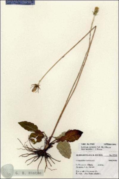 URN_catalog_HBHinton_herbarium_27222.jpg.jpg
