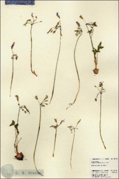 URN_catalog_HBHinton_herbarium_22810.jpg.jpg