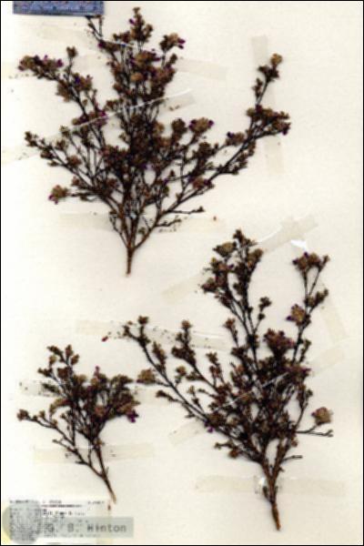 URN_catalog_HBHinton_herbarium_19359.jpg.jpg