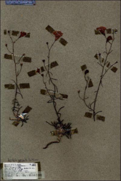 URN_catalog_HBHinton_herbarium_18090.jpg.jpg