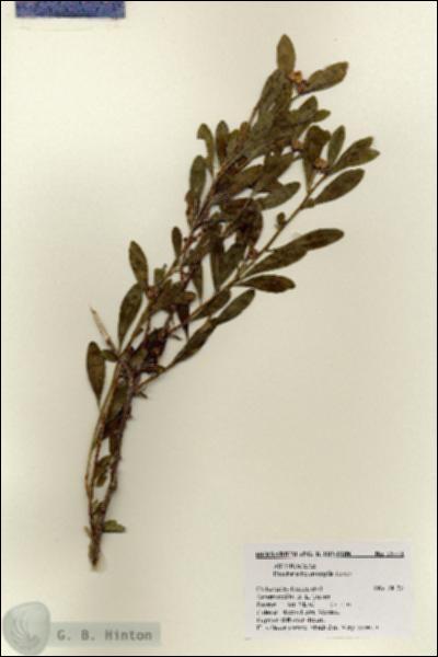 URN_catalog_HBHinton_herbarium_18771.jpg.jpg