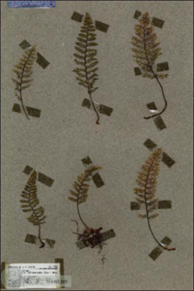URN_catalog_HBHinton_herbarium_17324.jpg.jpg