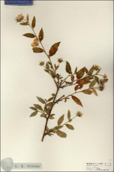 URN_catalog_HBHinton_herbarium_25058.jpg.jpg