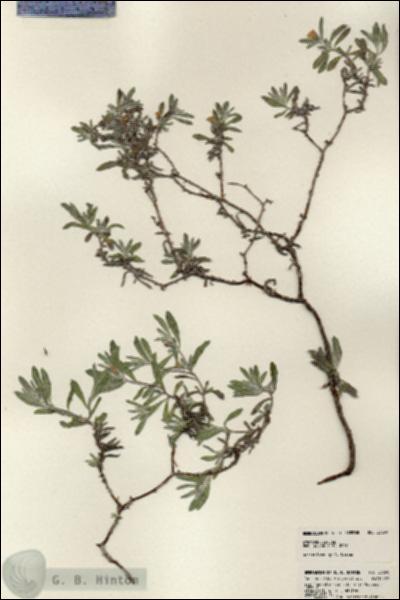 URN_catalog_HBHinton_herbarium_23858.jpg.jpg