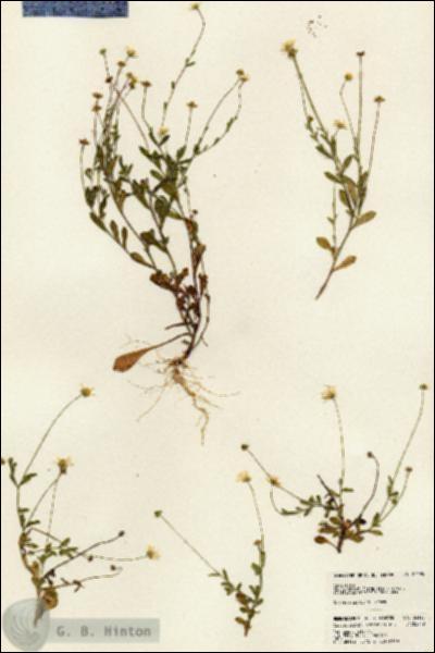 URN_catalog_HBHinton_herbarium_24195.jpg.jpg