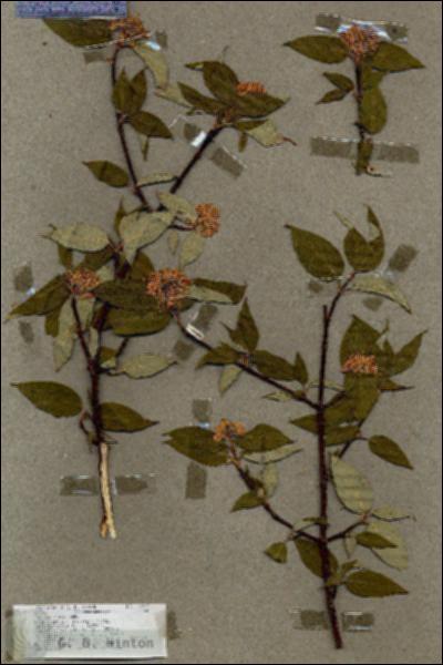 URN_catalog_HBHinton_herbarium_17054.jpg.jpg