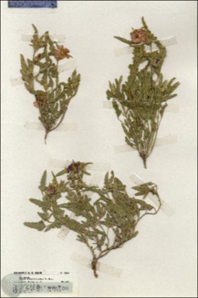 URN_catalog_HBHinton_herbarium_19629.jpg.jpg