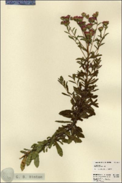 URN_catalog_HBHinton_herbarium_23281.jpg.jpg