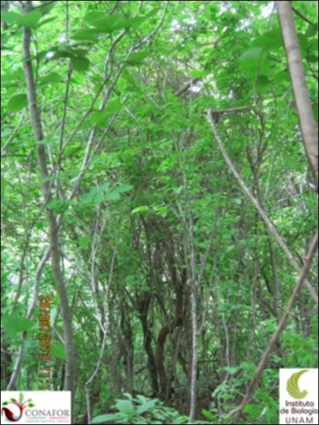 77577_S1_ARC_20130628_023_001.jpg.jpg
