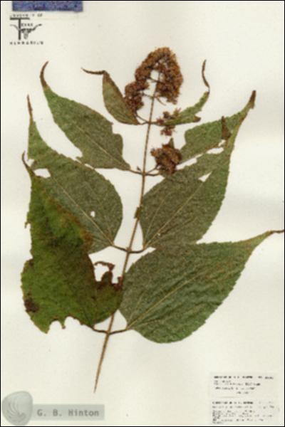 URN_catalog_HBHinton_herbarium_26440.jpg.jpg