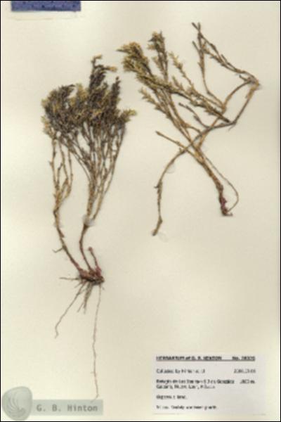 URN_catalog_HBHinton_herbarium_28326.jpg.jpg