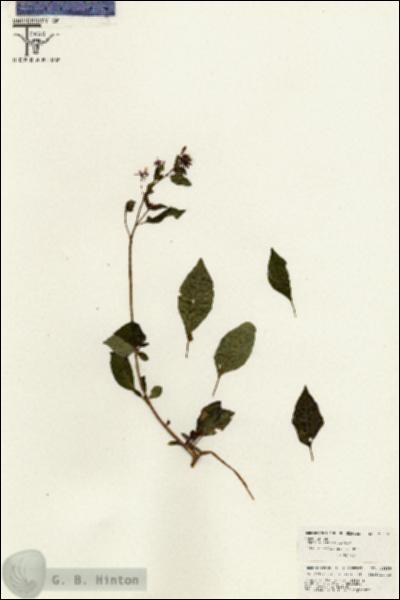 URN_catalog_HBHinton_herbarium_26355.jpg.jpg