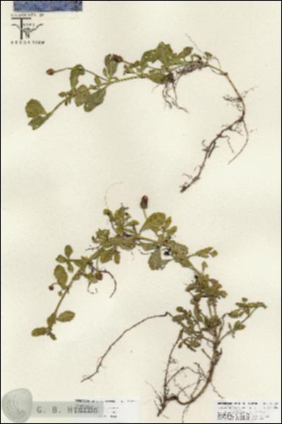 URN_catalog_HBHinton_herbarium_25822.jpg.jpg