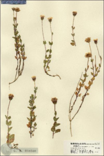 URN_catalog_HBHinton_herbarium_22418.jpg.jpg