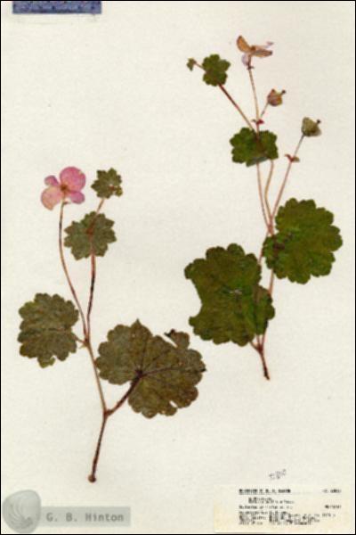 URN_catalog_HBHinton_herbarium_20810.jpg.jpg