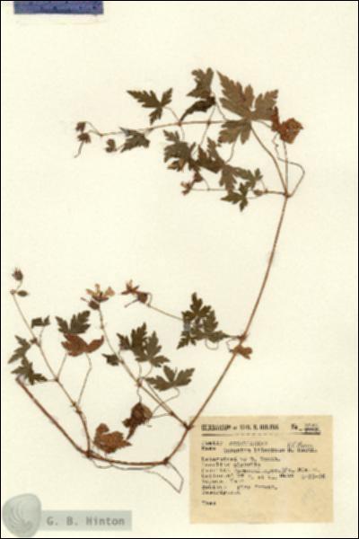 URN_catalog_HBHinton_herbarium_8945.jpg.jpg