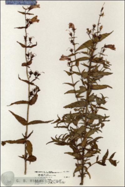 URN_catalog_HBHinton_herbarium_20744.jpg.jpg