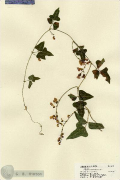 URN_catalog_HBHinton_herbarium_22479.jpg.jpg
