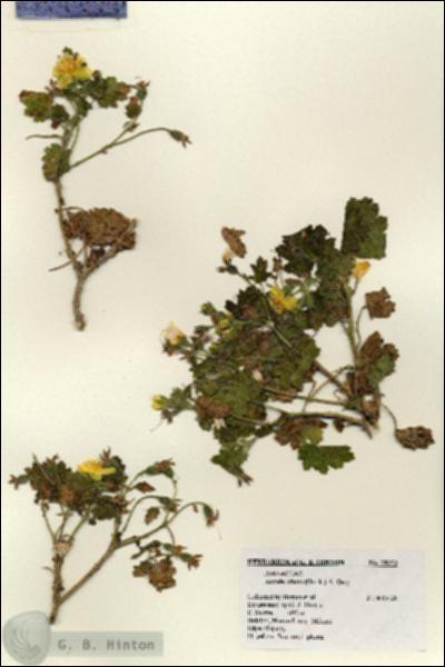 URN_catalog_HBHinton_herbarium_28252.jpg.jpg