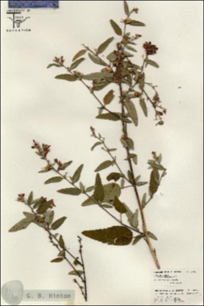 URN_catalog_HBHinton_herbarium_26464.jpg.jpg