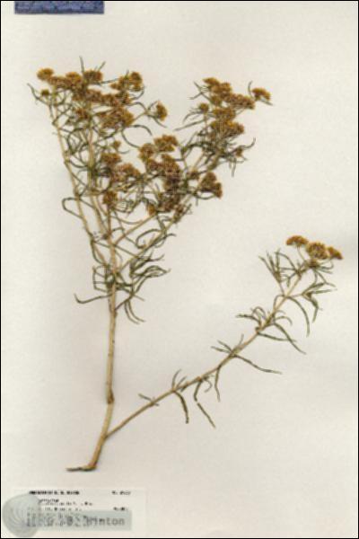 URN_catalog_HBHinton_herbarium_20638.jpg.jpg