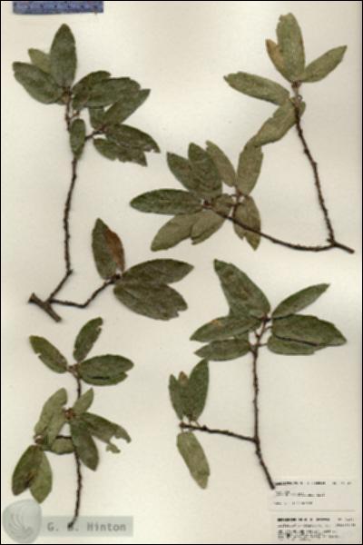 URN_catalog_HBHinton_herbarium_24927.jpg.jpg