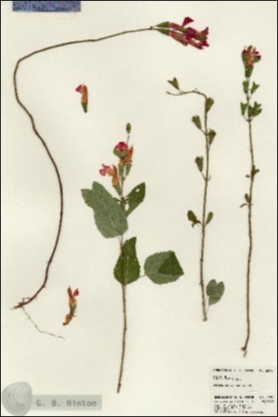 URN_catalog_HBHinton_herbarium_22892.jpg.jpg