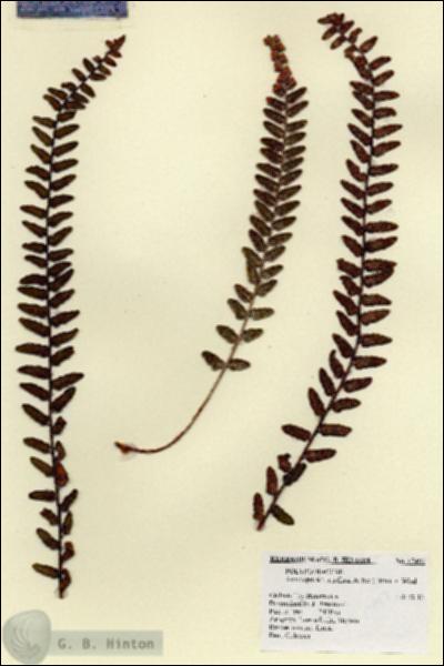 URN_catalog_HBHinton_herbarium_17497.jpg.jpg