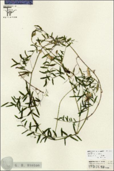 URN_catalog_HBHinton_herbarium_26715.jpg.jpg