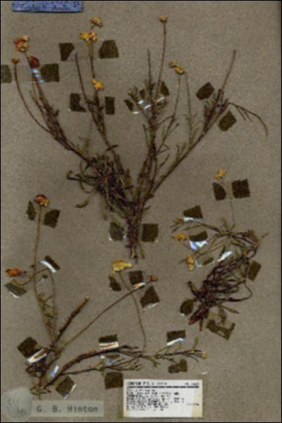 URN_catalog_HBHinton_herbarium_18629.jpg.jpg