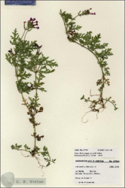URN_catalog_HBHinton_herbarium_27959.jpg.jpg
