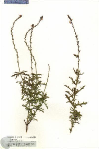 URN_catalog_HBHinton_herbarium_20796.jpg.jpg
