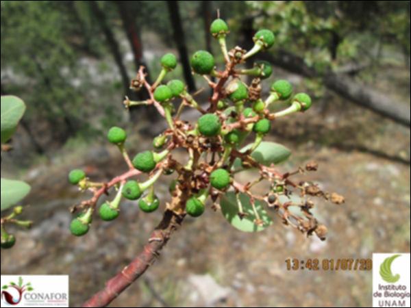 40677_S1_FRT_20130701_020.jpg.jpg