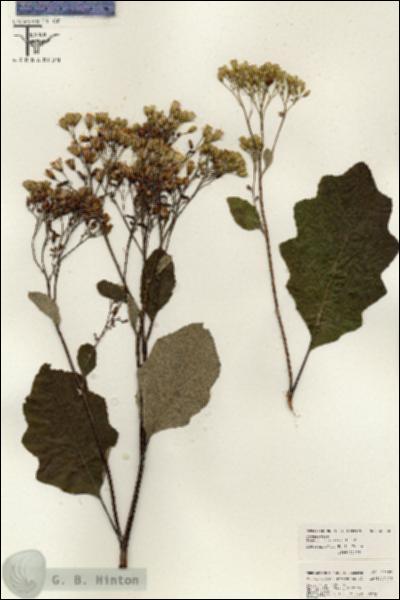 URN_catalog_HBHinton_herbarium_26302.jpg.jpg